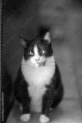 preview bw