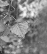 preview bw