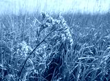 preview cold