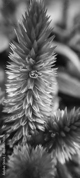 preview bw