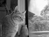 preview bw
