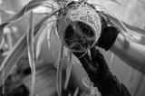 preview bw