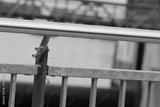 preview bw