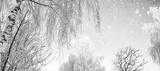 preview bw