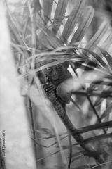 preview bw