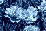 preview cold