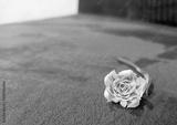 preview bw