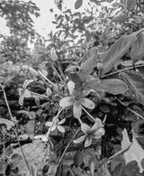preview bw