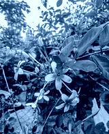 preview cold