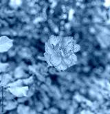 preview cold
