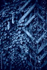 preview cold