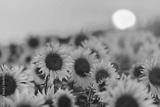 preview bw