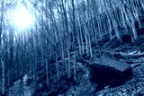 preview cold