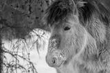 preview bw