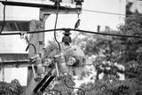preview bw