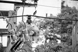 preview bw