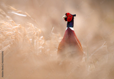 image to crop