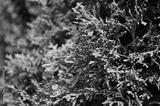 preview bw