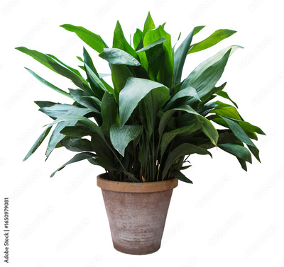 image to crop