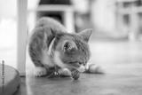 preview bw