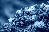preview cold