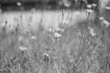 preview bw