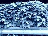 preview cold