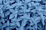 preview cold