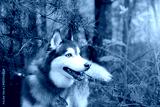 preview cold