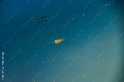 image to crop