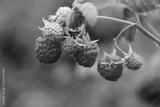 preview bw