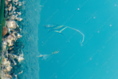 image to crop
