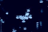 preview cold