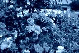 preview cold