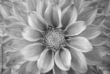 preview bw