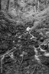 preview bw