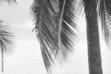preview bw