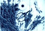 preview cold
