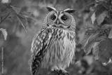 preview bw