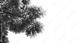 preview bw