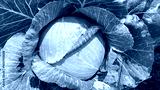 preview cold