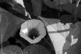 preview bw