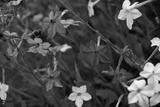 preview bw