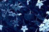 preview cold