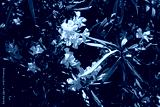 preview cold