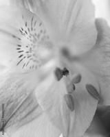 preview bw