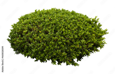 image to crop