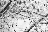 preview bw