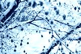 preview cold