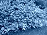 preview cold